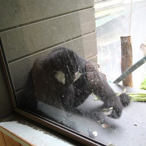 Northern White Cheeked Gibbon