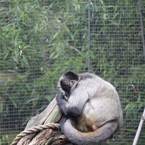 Black Handed Spider Monkey