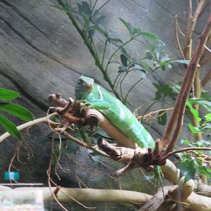 Fijian Crested Iguana