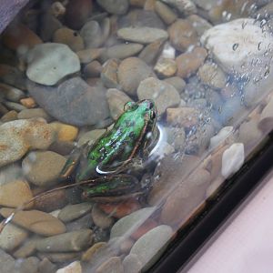 Green And Golden Bell Frog
