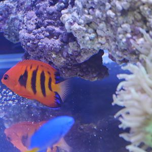 Flame Angelfish