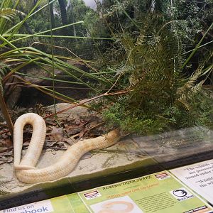 Tiger Snake (Albino)
