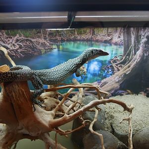 Mangrove Monitor