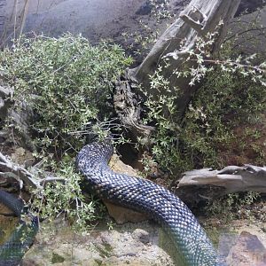 Spotted Black Snake