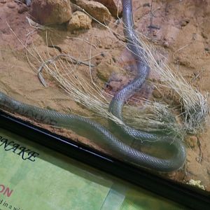 Curl Snake (suta suta)