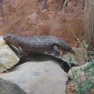 Gidgee Skink
