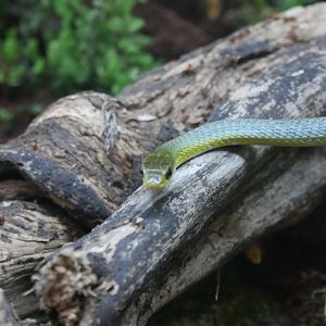 Common Tree Snake