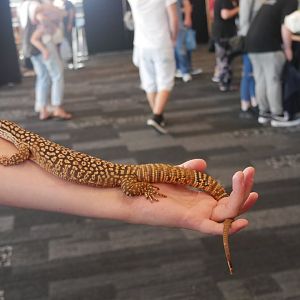 Ackie Monitor (Ridge Tailed Monitor)