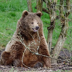 Whipsnade 20/03/2020 - Brown Bear