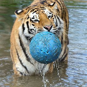 Whipsnade 20/03/2020 - Tiger (cub)