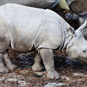 Whipsnade 20/03/2020  - young indian rhino