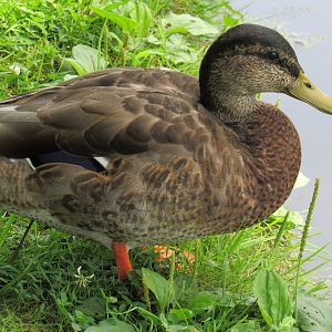Is this a Mallard or American Black Duck?