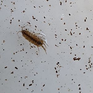 Water hoglouse - Asellus aquaticus