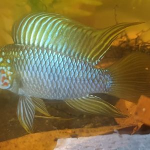 Apistogramma borelli