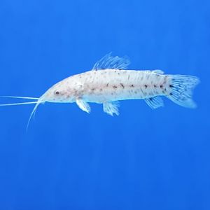 Megalechis thoracata - albino