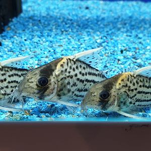 Corydoras schwartzi