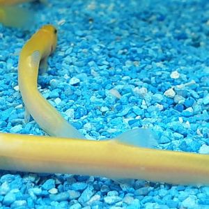 Misgurnus anguilicaudatus - albino