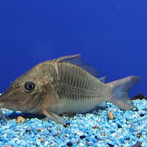 Brochis multiradiatus