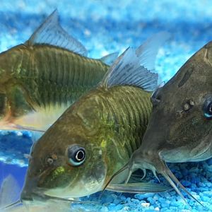 Brochis multiradiatus