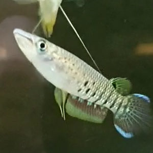 Aplocheilus lineatus