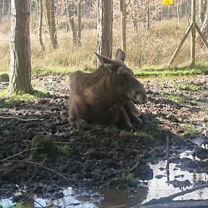 European Elk 12 March 2020