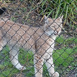 Young Lynx 12 March 2020