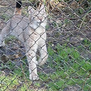 Young Lynx 12 March 2020
