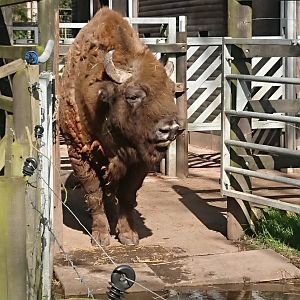 European bison 12 March 2020