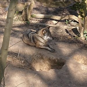 European wolf 12 March 2020