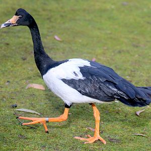 Magpie goose; Barnes; 13th March 2020