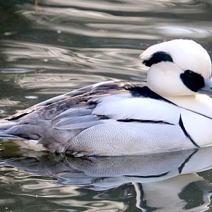 Smew; Barnes; 13th March 2020