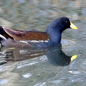 Moorhen (unusual yellow beak); Barnes; 13th March 2020