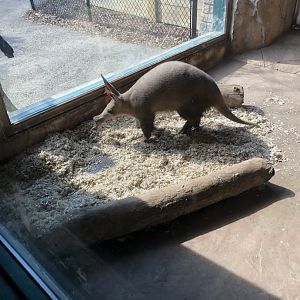 Aardvark “Aayla”