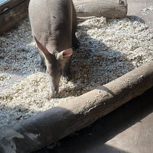 Aardvark “Aayla”