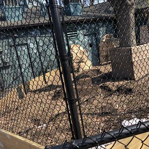 NEW Outdoor Aardvark Exhibit