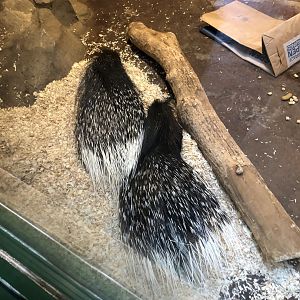 Indian Crested Porcupines