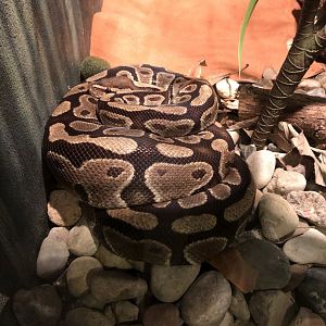 Ball Python