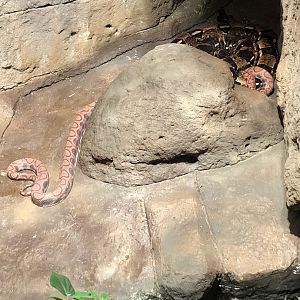 Shedding Brazilian Rainbow Boa and Boa Constrictor