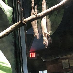 Lichenose Leaf-Tailed Geckos