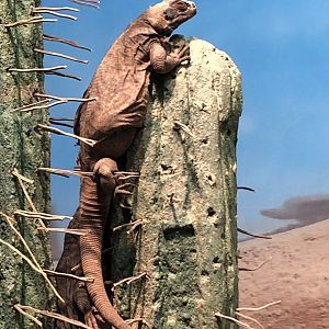 Chuckwalla