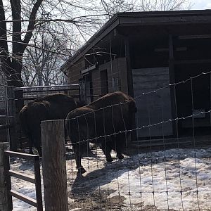 American Bison “Beefcake” and “Mama Cow”