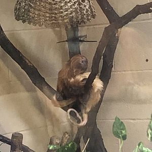 Golden Lion Tamarins