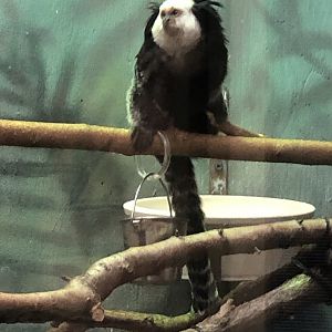 Geoffroy’s Marmoset