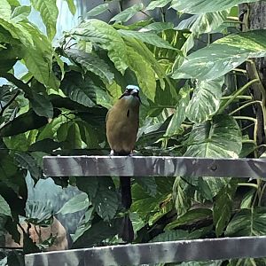 "Amazon" Blue-Crowned Motmot