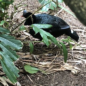 Northern Helmeted Currasow