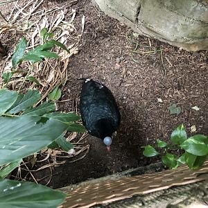 Curious Currasow