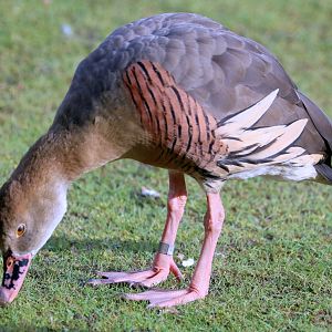 Plumed whistling duck; Barnes; 13th March 2020