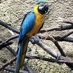 Blue-and-Gold Macaw