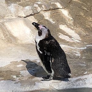 African Penguin