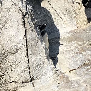 African Penguin Chick